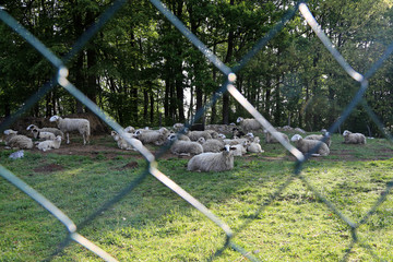 Pets / Sheep and goats graze in a pasture