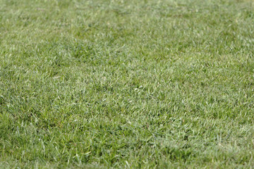 Green grass texture
