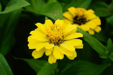 yellow flower
