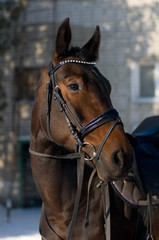 Obraz premium Bay horse in ammunition