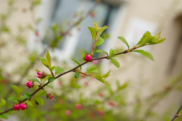 Pink bud on a branch