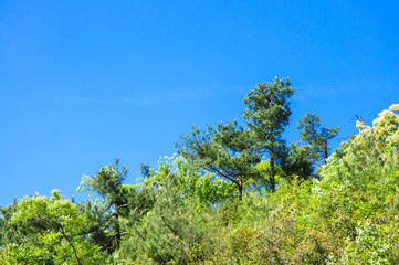The forest and blue sky background scenery