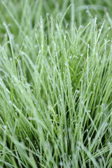 Fototapeta na wymiar Dew on moist grass