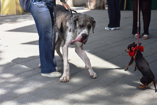 Mix di Chihuahua Alano
