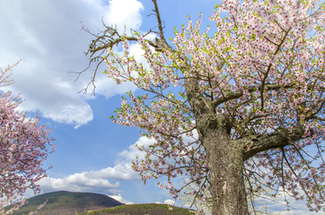 Almond tree with pink blossom Landscape Southern Wine Route  Germany