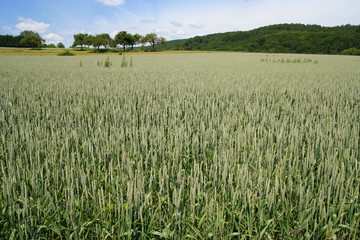 field with Grain Cereal Crop Getreide