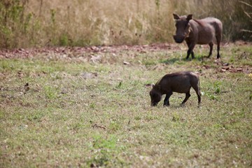 Baby Warthog and Mother
