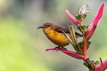 Olive-backed sunbird on tropical flower in Singapore.