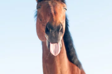 Keuken spatwand met foto Grappig close-up portret van paard © GrasePhoto