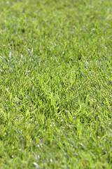 Green grass texture