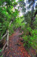 Fototapeta premium Island of palm spain