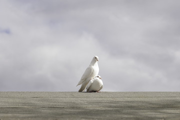 Two white doves having sexual intercourse on a grey roof with cloudy sky background. Nature or...