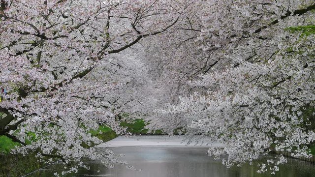 Tunnel of cherry trees
