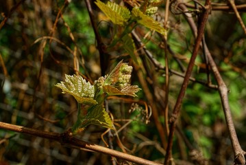 Зелёные листья на виноградной лозе в солнечном саду