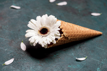 Close-up view of beautiful chrysanthemum blossom flower in waffle cone and petals on black