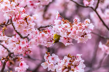 Obraz premium The Japanese White-eye and cherry blossoms. Located in Tokyo Prefecture Japan.