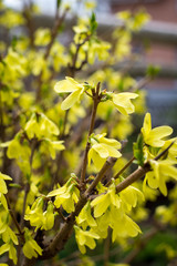 Blooming in garden bush forsythia with yellow flowers