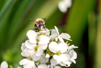 Bee pollinates white small flowers in the field
