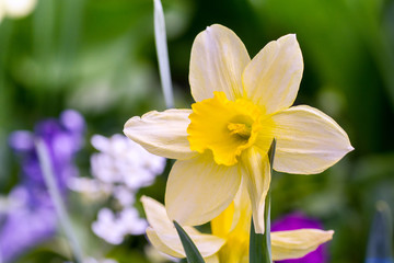 White daffodil against the background of other bright colors in the field