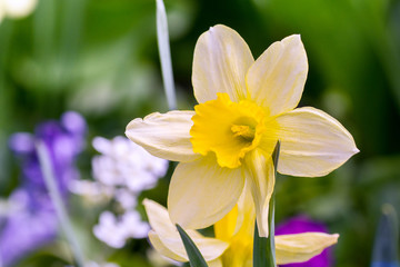 Fototapeta premium White daffodil against the background of other bright colors in the field