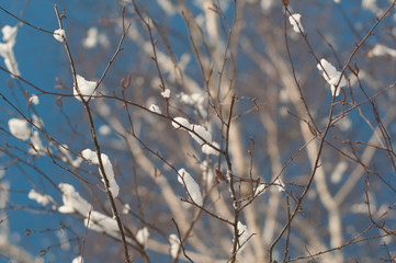 Branch with snow at winter