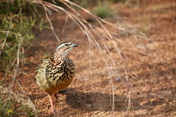 Guinea Fowl Hunting