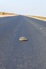 Fototapeta premium Turtle crossing the road