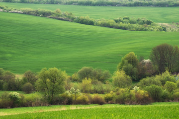 Obraz premium Field on the hills. Beautiful natural landscape in the summer time