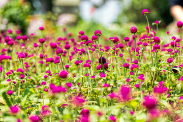 Globe amaranth beauty flower. Gomphrena globosa