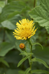 Inula salicina