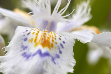  Iris japonica