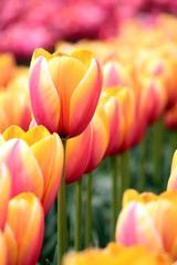 ツートンカラーのチューリップ