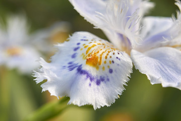  Iris japonica