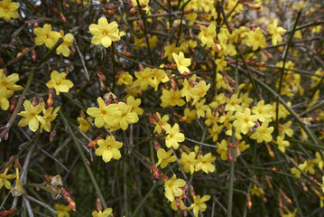 Jasminum nudiflorum