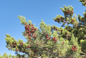 Juniperus phoenicea