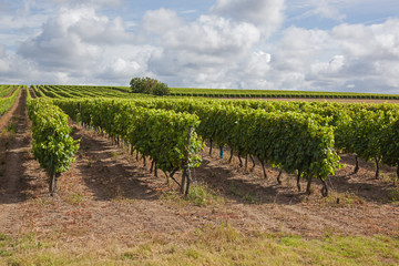 Fototapeta na wymiar Rows of green of grapevine on the brown ground at summertime in famous vineyards of region Cognac, France