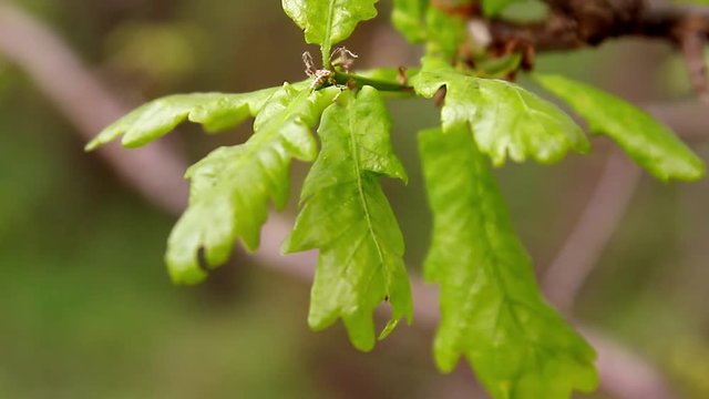 Oak green young leaves close-up in spring morning. Shallow depth of field. Insects on leaves.