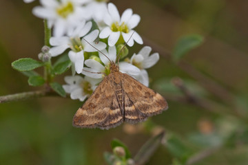 Olivbrauner Zünsler