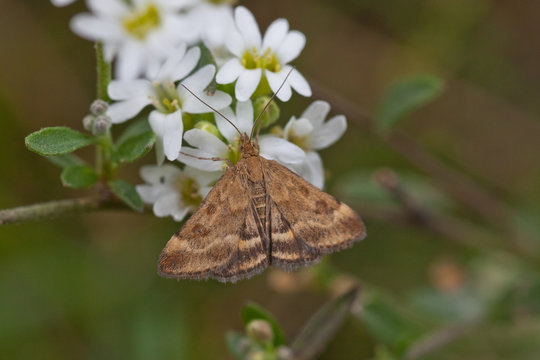 Olivbrauner Zünsler