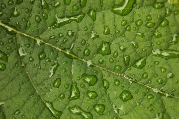 droplets on leaf