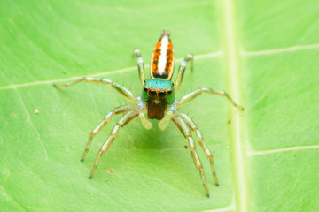 Jumping spider on leaf green background