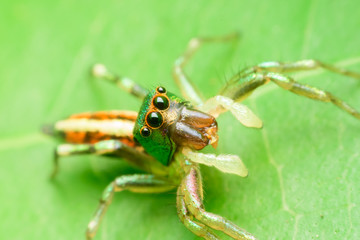Jumping spider on leaf green background