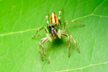 Jumping spider on leaf green background