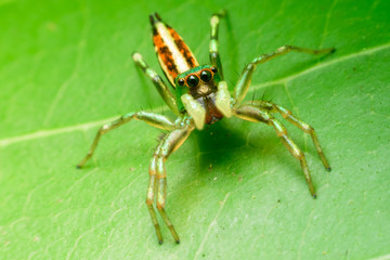 Jumping spider on leaf green background