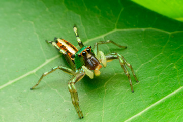 Jumping spider on leaf green background