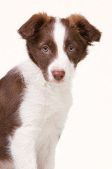 Portrait of a brown border collie puppy