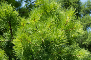 Naklejka premium Fresh green needles of larch in spring