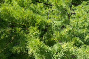 Vibrant green branches of larix in spring
