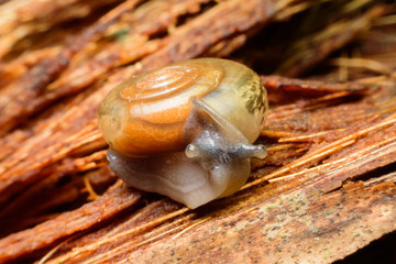A snail on old wood