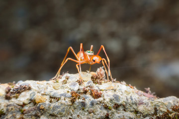 Ant mimicking spider on soil